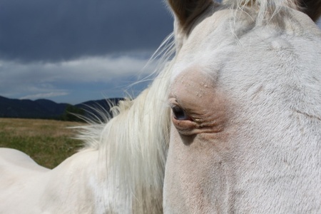 Saving a horse
